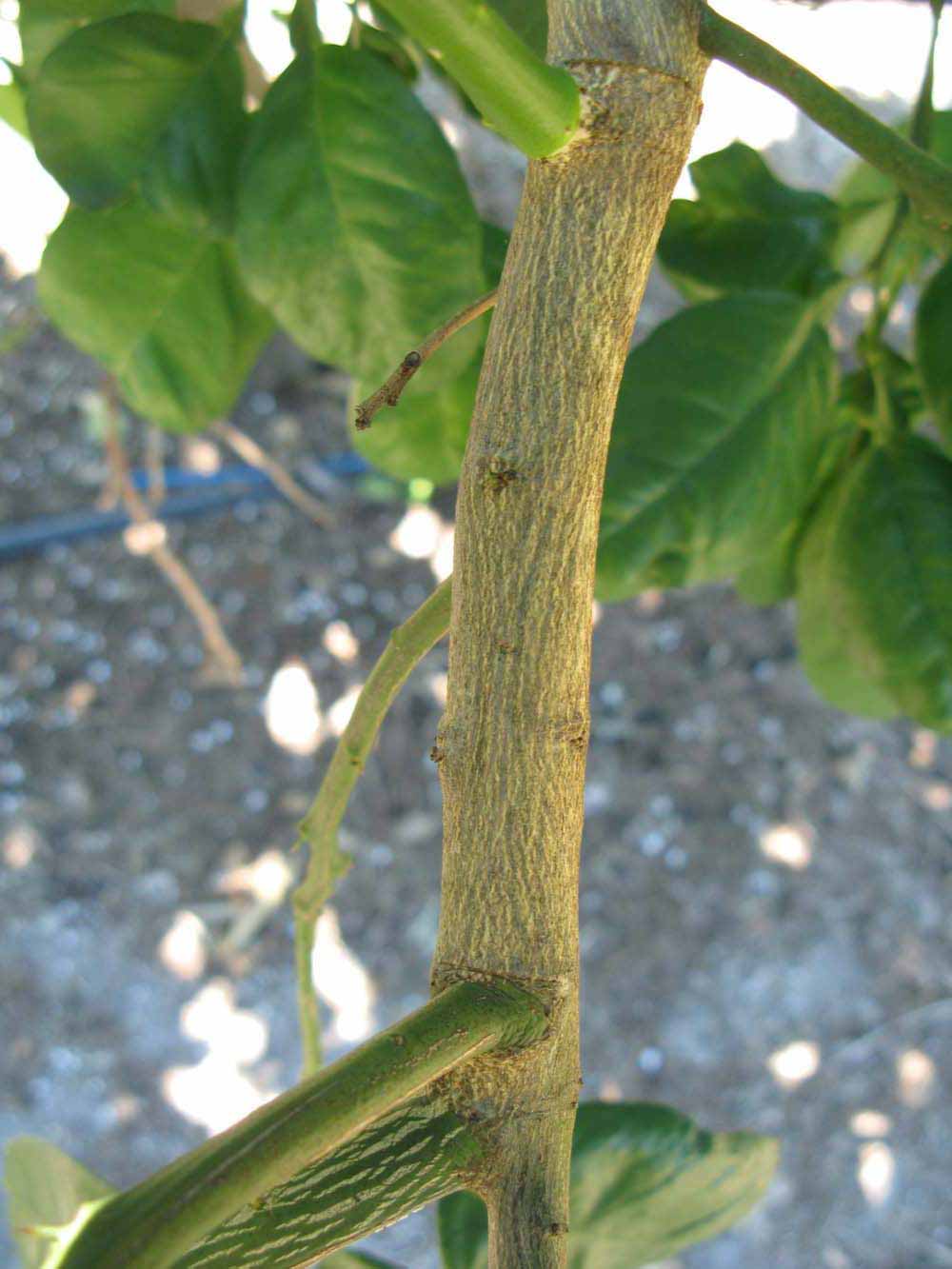              Second - third year twig (Large Pink, Winter Haven,   FL)   